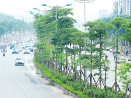 Hà Nội sẽ trồng một loài cây chủ đạo trên mỗi tuyến phố