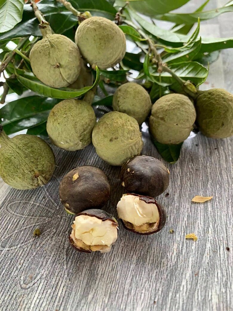 Loại quả xưa chín rụng đầy gốc nay thành đặc sản 120.000 đ/kg, trồng một lần thu hoạch nhiều năm, được ưa chuộng ở thành phố - 3