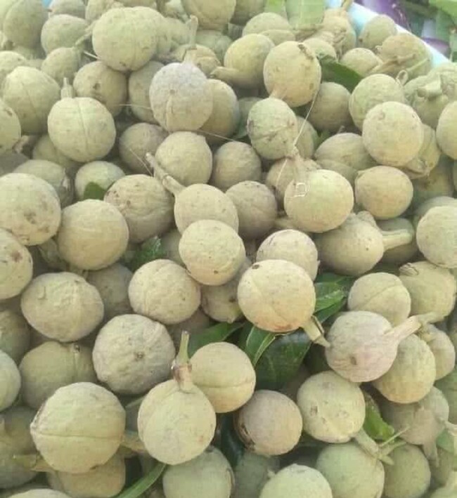 Loại quả xưa chín rụng đầy gốc nay thành đặc sản 120.000 đ/kg, trồng một lần thu hoạch nhiều năm, được ưa chuộng ở thành phố - 4