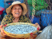Tiêu dùng - Trúng đậm luồng cá cơm dày đặc áp bờ, làng chài Gia Lai sôi động ngày đêm