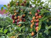 Sức khỏe - Loại quả tốt trên thế giới, Việt Nam trồng khắp nơi thành đặc sản nổi tiếng chỉ từ 20.000 đồng/kg, tốt cho sức khỏe