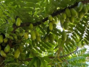 Loại quả mọc bờ rào xưa chín rụng đầy nay thành đặc sản 160.000 đ/kg, trồng một lần thu hoạch nhiều năm, người thành phố ưa chuộng