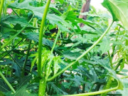 Lifestyle - Cây mọc bờ rào "ngọt như mì chính", trồng một lần hái bán quanh năm, thành đặc sản lạ du khách thích mê