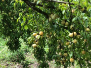 Loại quả xưa chín rụng đầy gốc nay thành đặc sản 40.000 đ/kg, trồng một lần thu hoạch nhiều năm, người thành phố ưa chuộng