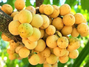 Tin tức - Đặc sản có tên "ngượng đỏ mặt", xưa mọc bờ rào nay được ưa chuộng giá 85.000 đ/kg, trồng một lần thu hoạch nhiều năm
