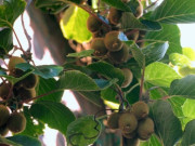 Sức khỏe - Loại quả tốt trên thế giới được trồng thành công ở Việt Nam, là đặc sản nổi tiếng giá từ 70.000 đ/kg, tốt cho sức khỏe