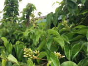 Tin tức - Đặc sản có tên "ngượng đỏ mặt", xưa mọc bờ rào nay được ưa chuộng giá 100.000 đ/kg, trồng 2 tháng cho thu hoạch