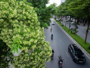 Lifestyle - Khách Tây nghĩ sao về hương hoa sữa tại Hà Nội?