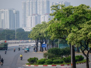 Tin tức - Hà Nội sẽ thay thế hoa sữa phố Nguyễn Du bằng cây sao đen