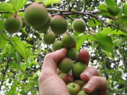 Loại quả xưa chín rụng đầy gốc nay thành đặc sản 85.000 đ/kg, trồng một lần thu hoạch nhiều năm, người thành phố ưa chuộng