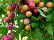 Loại quả xưa chín rụng đầy gốc nay thành đặc sản 85.000 đ/kg, trồng một lần thu hoạch nhiều năm, được ưa chuộng ở thành phố