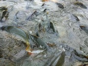 Tin tức - Loại cá tốt trên thế giới ở Việt Nam đang vào mùa, xưa giá rẻ bèo nay thành đặc sản từ 70.000 đồng/kg, tốt hơn cá hồi