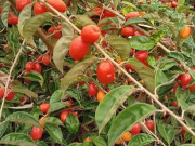 Tin tức - Loại quả mọc bờ rào xưa chín rụng đầy nay thành đặc sản 70.000 đ/kg, trồng một lần thu hoạch nhiều năm, người thành phố ưa chuộng
