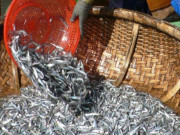 Tin tức - Loại cá tốt trên thế giới ở Việt Nam đang vào mùa, xưa giá rẻ bèo nay thành đặc sản từ 65.000 đồng/kg, tốt hơn cá hồi