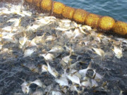 Tin tức - Loại cá tốt trên thế giới ở Việt Nam bán đầy chợ giá từ 120.000 đồng/kg, xưa ít người ăn nay thành đặc sản, "tốt hơn cá hồi"