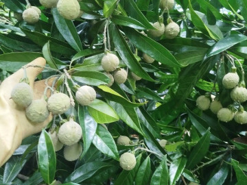 Loại quả xưa chín rụng đầy gốc nay thành đặc sản 120.000 đ/kg, trồng một lần thu hoạch nhiều năm, được ưa chuộng ở thành phố