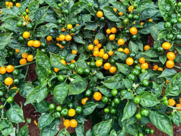 Loại quả đắt nhất thế giới, Việt Nam trồng đại trà như cây cảnh 3 tháng cho thu hoạch, 700.000/kg thành đặc sản nổi tiếng