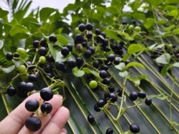 Loại quả mọc bờ rào xưa chín rụng đầy gốc nay thành đặc sản 85.000 đ/kg, trồng một lần thu hoạch nhiều năm, được ưa chuộng ở thành phố