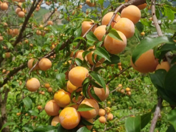 Loại quả xưa chín rụng đầy gốc nay thành đặc sản 60.000 đ/kg, trồng một lần thu hoạch nhiều năm, người thành phố ưa chuộng