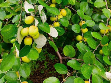 Loại quả tốt trên thế giới, Việt Nam trồng bạt ngàn thành đặc sản chỉ từ 30.000 đ/kg, thu hoạch nhiều năm