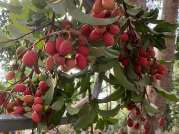 Loại quả xưa chín rụng đầy gốc nay thành đặc sản 90.000 đ/kg, trồng một lần thu hoạch nhiều năm, được ưa chuộng ở thành phố