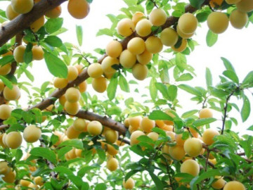 Sức khỏe - Loại quả tốt trên thế giới, Việt Nam trồng bạt ngàn thành đặc sản chỉ từ 25.000 đồng/kg, tốt cho sức khỏe