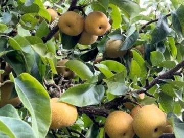 Loại quả tốt trên thế giới, Việt Nam trồng bạt ngàn thành đặc sản giá 95.000 đ/kg, thu hoạch nhiều năm