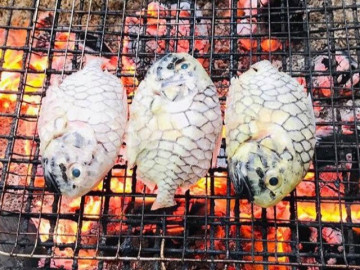 Loài cá có tên của một loại trái cây, xưa không ai ăn nay thành đặc sản 350.000 đ/kg, du khách thích mê