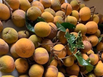 Loại quả xưa chín rụng đầy gốc nay thành đặc sản 70.000 đ/kg, trồng một lần thu hoạch nhiều năm, người thành phố ưa chuộng