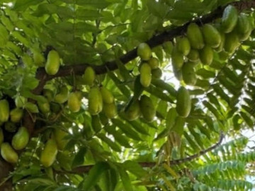 Loại quả mọc bờ rào xưa chín rụng đầy nay thành đặc sản 160.000 đ/kg, trồng một lần thu hoạch nhiều năm, người thành phố ưa chuộng