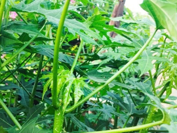 Lifestyle - Cây mọc bờ rào "ngọt như mì chính", trồng một lần hái bán quanh năm, thành đặc sản lạ du khách thích mê