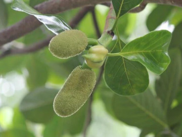 Đặc sản có tên "ngượng đỏ mặt", xưa mọc bờ rào nay được ưa chuộng giá 50.000 đ/kg, trồng một lần thu hoạch nhiều năm