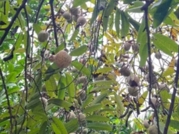 Loại quả mọc bờ rào xưa chín rụng đầy nay thành đặc sản 100.000 đ/kg, trồng một lần thu hoạch nhiều năm, du khách thích thú