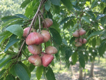 Loại quả xưa chín rụng đầy gốc nay thành đặc sản 50.000 đ/kg, trồng một lần thu hoạch nhiều năm, được ưa chuộng ở thành phố
