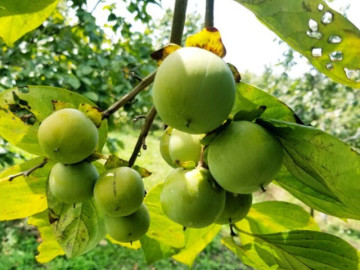 Loại quả ngon này có chiếc “vòng khuyên” lạ mắt, hễ bán là nông dân Lạng Sơn thu hàng trăm triệu đồng