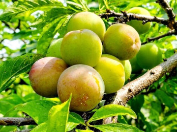 Loại quả xưa chín rụng đầy gốc nay thành đặc sản 95.000 đ/kg, trồng một lần thu hoạch nhiều năm, người thành phố ưa chuộng