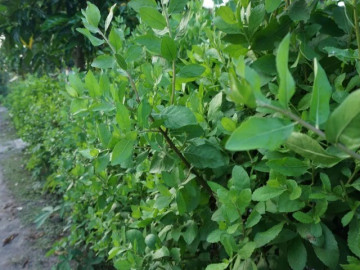 Cây mọc bờ rào có vị đắng nay thành đặc sản giá 50.000 đ/kg, trồng 3 tháng cho thu hoạch, du khách thích mê
