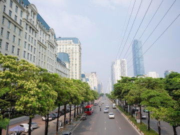 Hà Nội sẽ ưu tiên cắt tỉa, dịch chuyển bớt cây hoa sữa ở những khu vực nào?