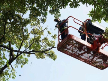 Hà Nội bắt đầu cắt tỉa hoa sữa