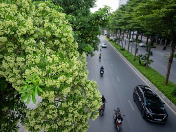 Khách Tây nghĩ sao về hương hoa sữa tại Hà Nội?