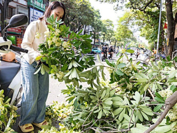 Hà Nội cắt tỉa hoa sữa, nhiều người tranh thủ nhặt mang về cắm