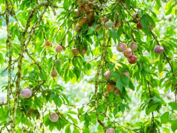 Loại quả xưa chín rụng đầy gốc nay thành đặc sản 110.000 đ/kg, trồng một lần thu hoạch nhiều năm, người thành phố ưa chuộng