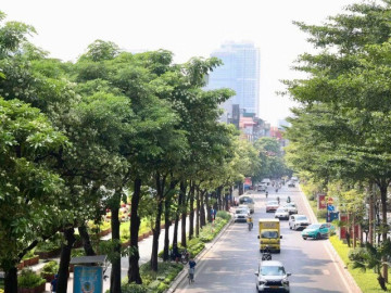 Tin tức - Diện mạo đường phố Hà Nội sau đợt cắt tỉa hoa sữa