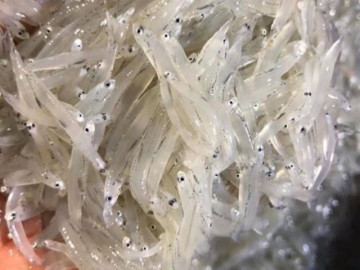 Đặc sản mỗi năm chỉ có một mùa, xưa giá rẻ như cho nay bán 200.000 đ/kg, người thành phố ưa chuộng