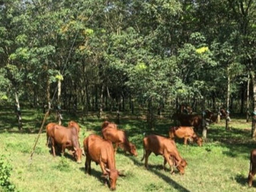 Tin tức - Trồng loại cây gì vừa bẻ "trái ngon" vừa lấy thân thẳng nuôi bò, một người Tây Ninh thu gần nửa tỷ đồng/năm