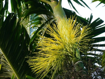 Hoa của cây quen thuộc xưa không ai biết ăn, nay làm thành món đặc sản nổi tiếng, du khách thích mê