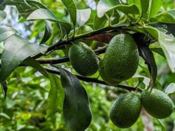 Sức khỏe - Loại quả tốt trên thế giới, Việt Nam trồng bạt ngàn thành đặc sản nổi tiếng giá chỉ từ 20.000 đ/kg, tốt cho sức khỏe