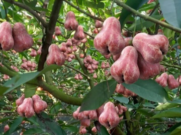 Loại quả xưa chín rụng đầy gốc nay thành đặc sản 50.000 đ/kg, trồng một lần thu hoạch nhiều năm, người thành phố ưa chuộng