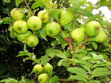Loại quả mọc bờ rào xưa chín rụng đầy nay thành đặc sản 40.000 đ/kg, trồng một lần thu hoạch nhiều năm, người thành phố ưa chuộng