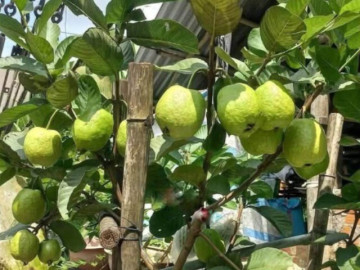 Tin tức - Loại quả mọc bờ rào xưa chín rụng đầy nay thành đặc sản 45.000 đ/kg, trồng một lần thu hoạch nhiều năm, người thành phố ưa chuộng
